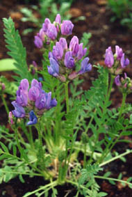 Oxytropis borealis var viscida